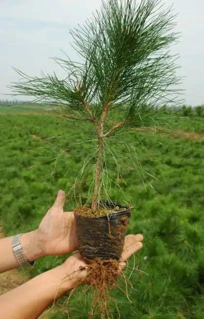 低价销售油松苗,油松营养袋苗
