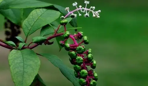 农村山上常见的有毒植物,最后一种是见血封喉
