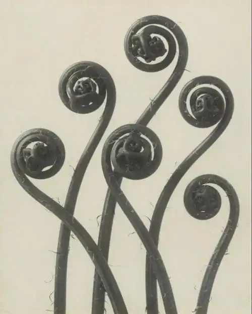 自然的艺术形态