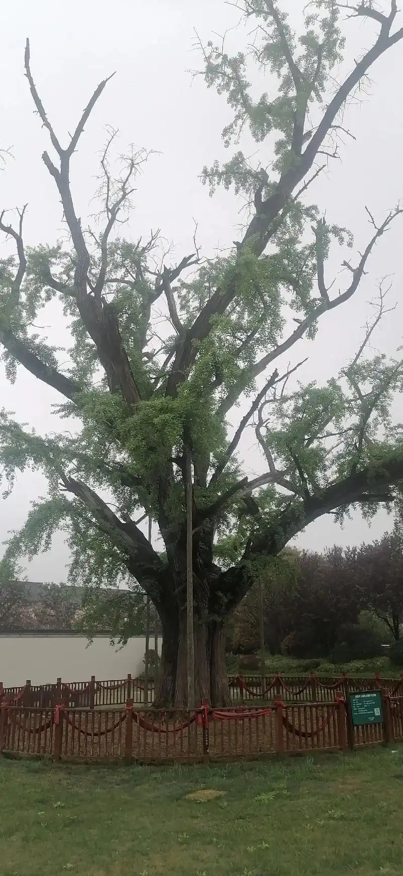 总想看看儿时记忆那颗银杏树,不知道它现在怎样了