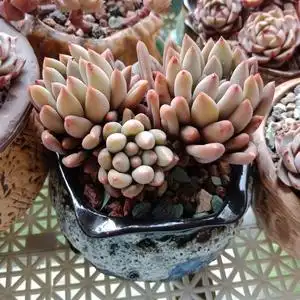 红蜻蜓所罗门整桩无砍老桩多肉出坑