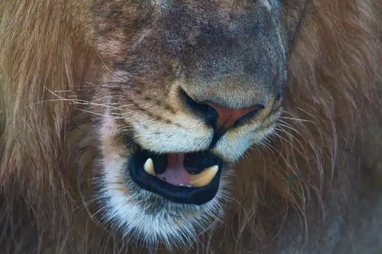 高清晰公狮子牙齿壁纸