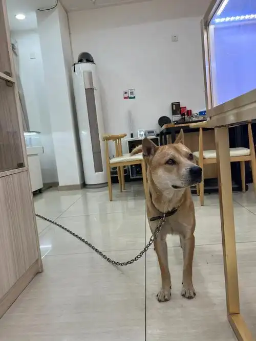 黄头白面金钱尾!镇宅辟邪又招财!还是我们大中华的本土犬种最帅!