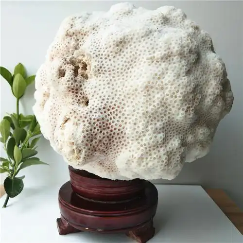 珊瑚原矿白珊瑚摆件名贵原石20cm白色景石43公斤摆件