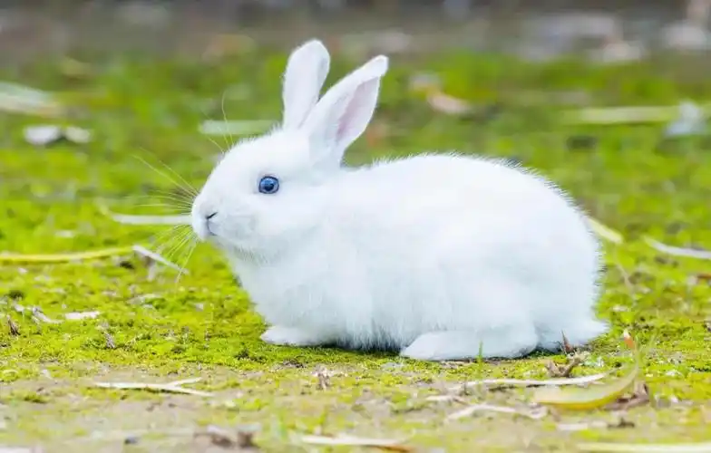 大白兔卓别林的美篇 - 美篇