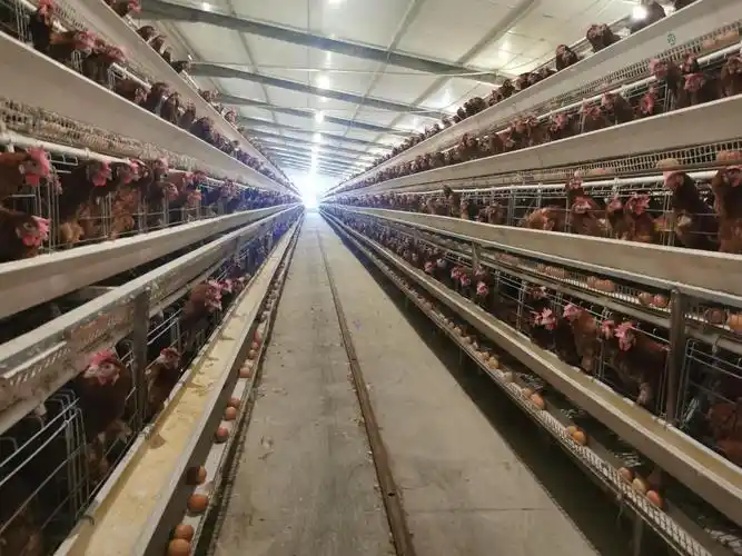 (老栗树村的养鸡场)