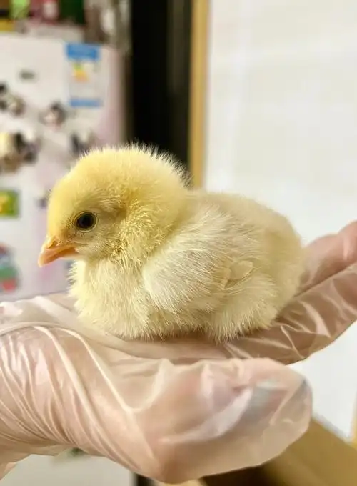 小吉养鸡记录day6小鸡蹲太可爱了吧