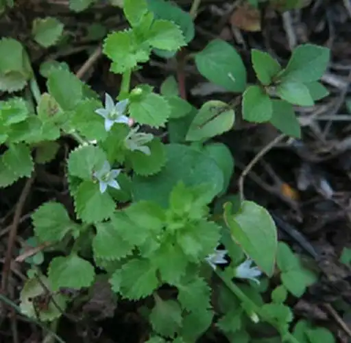 扭子菜的相关文章-注意事项-资讯新闻-39药品通