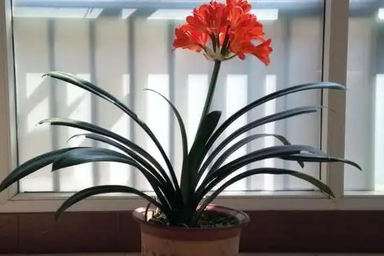 君子兰的风水作用(君子兰的风水作用及其摆放方法)