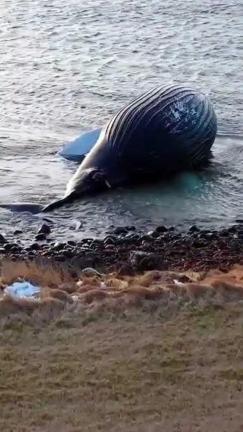 海洋被破坏?不明原因搁浅的大翅鲸,令人心疼!