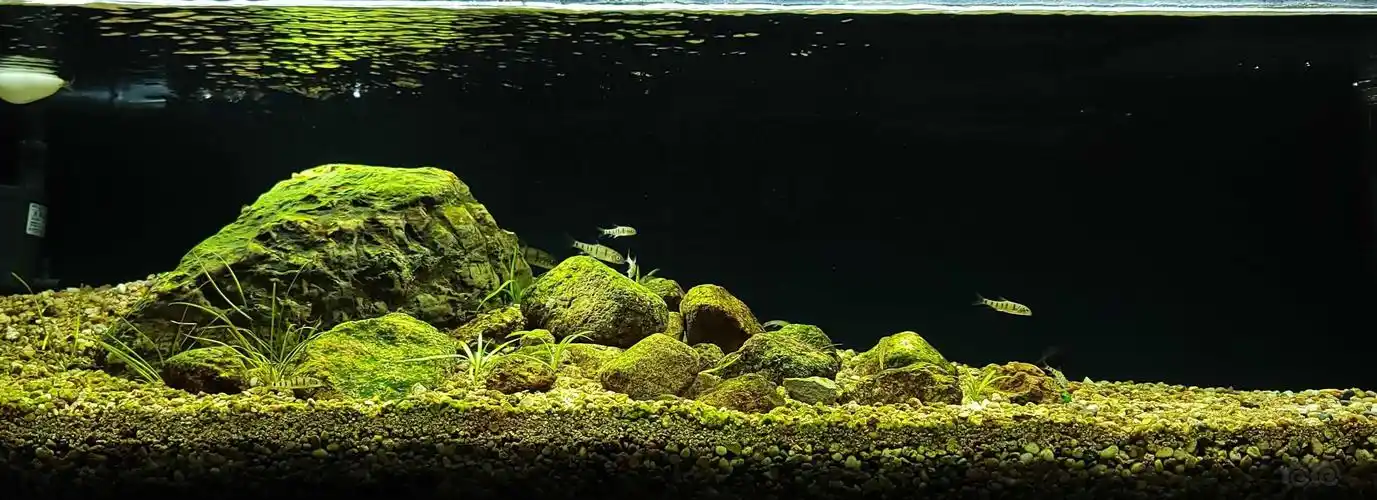 石头都绿了大水兰还没买到