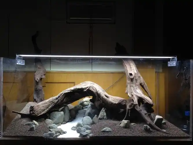 120沉木缸开缸 - 水草造景 - cta南美水族