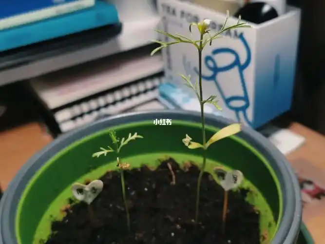 波斯菊第一次摘心