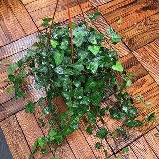 心形常春藤盆栽室内净化空气垂吊绿植吸甲醛吊兰四季 常青花卉植物