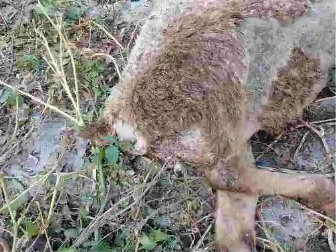 羊开始后腿瘸放在家里养今天死了眼睛内凹陷身上发绿