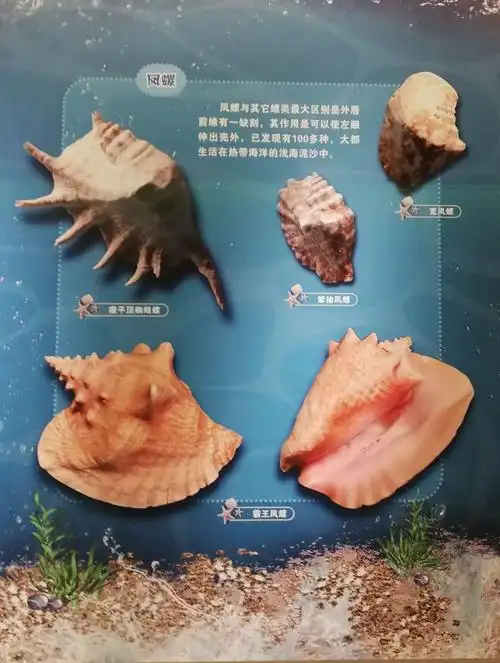 凤螺,有一百多种.