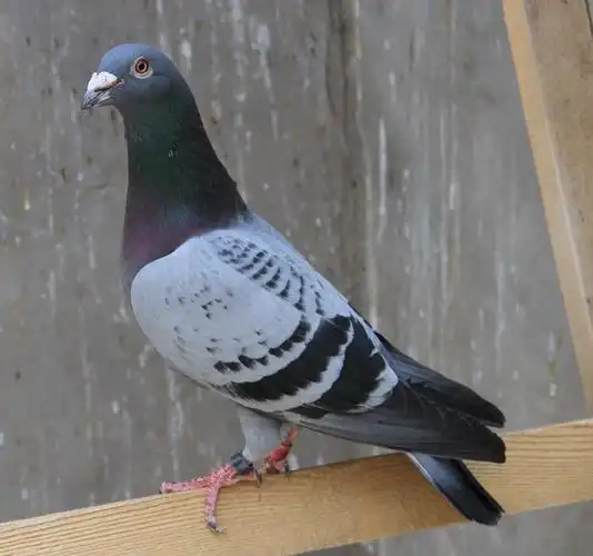 信鸽在线拍卖平台 - 中国信鸽信息网