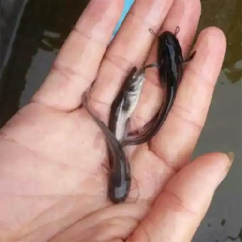 [大口鲶苗批发]四川自贡沿滩区鲶鱼苗 0.50元/个大口鲶鱼苗 _ 一亩田