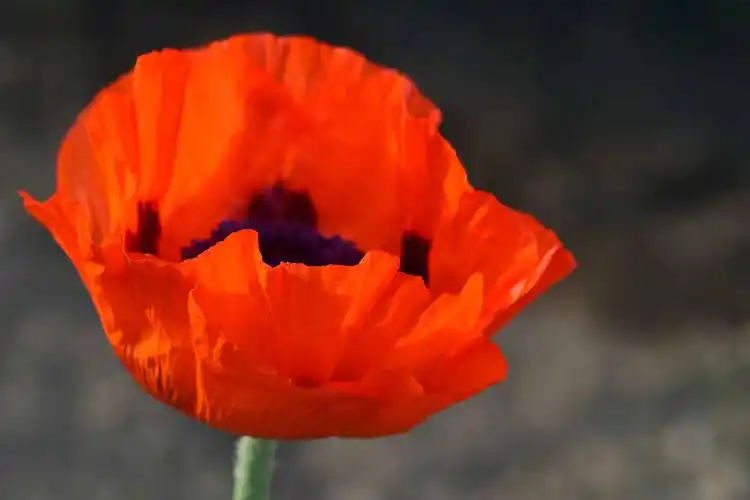 植物, 红花, 自然, 宏观, 罂粟花, 开花, 花园, 开花, 花瓣