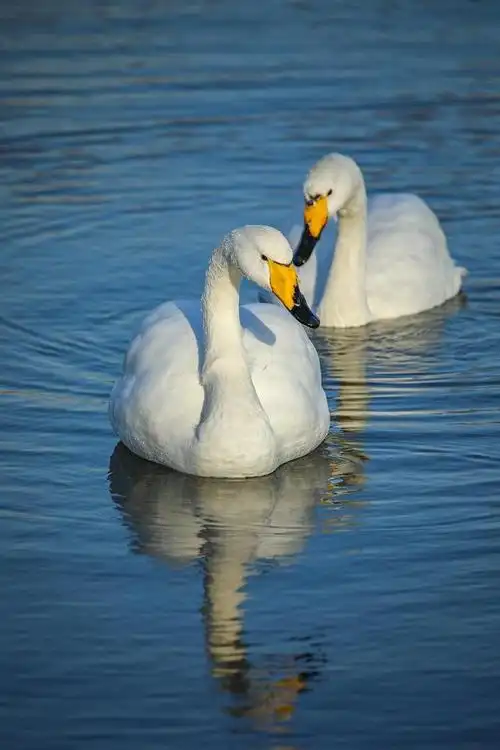 世界上飞得最高的鸟类之一大天鹅