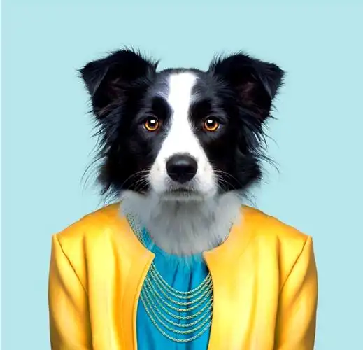 动物肖像走红,这些"衣冠禽兽"有哪些趣味瞬间