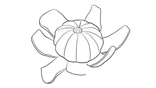 剥开皮的桔子儿童亲子简笔画