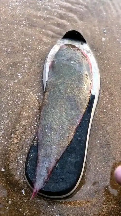 你们见过这鞋垫鱼吗