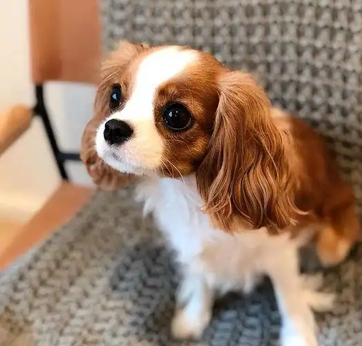 这些"大耳朵"狗,你都见过几种?第3种价格很贵哦