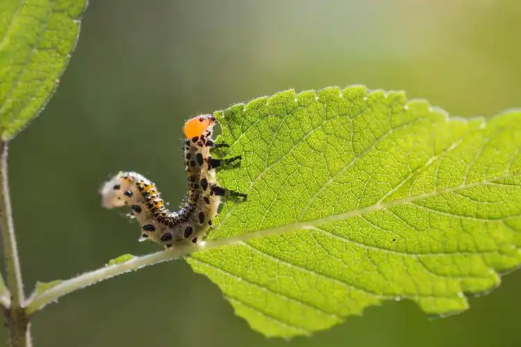 蔷薇叶蜂 (幼虫)