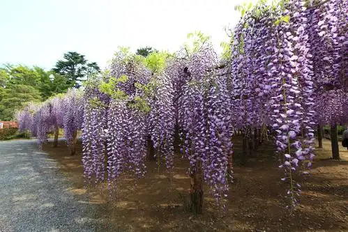 多花紫藤花图片多花紫藤图片多花紫藤植物图片