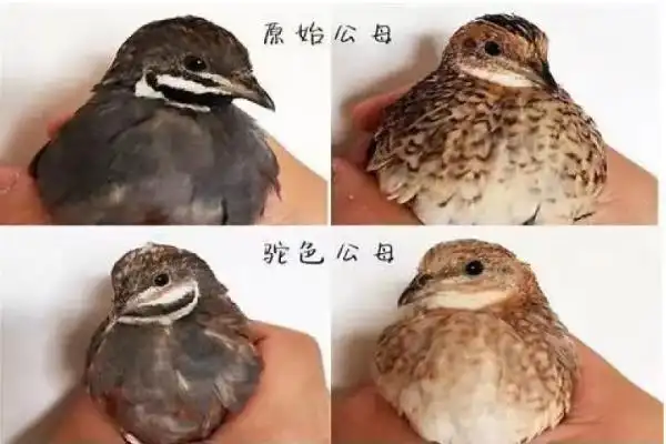 芦丁鸡公母怎么区分附养殖方法