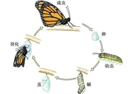 蝴蝶蜕变的四个过程