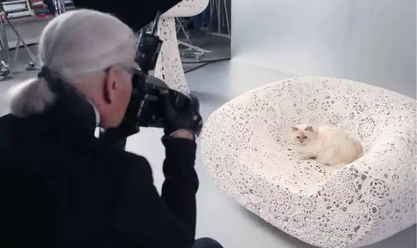 原创香奈儿老佛爷的爱猫继承主人21亿遗产如今的生活怎么样