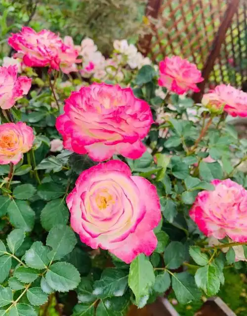 国产月季的骄傲初妆颜值高香气浓四季花开值得拥有