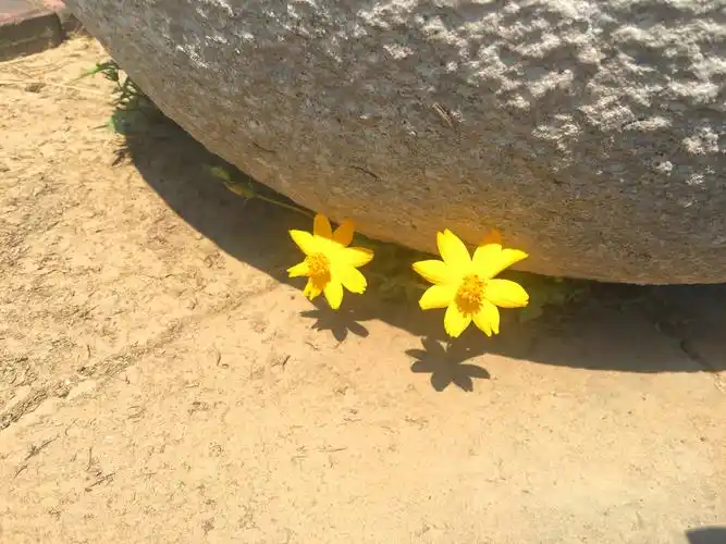 狭缝里的硫华菊