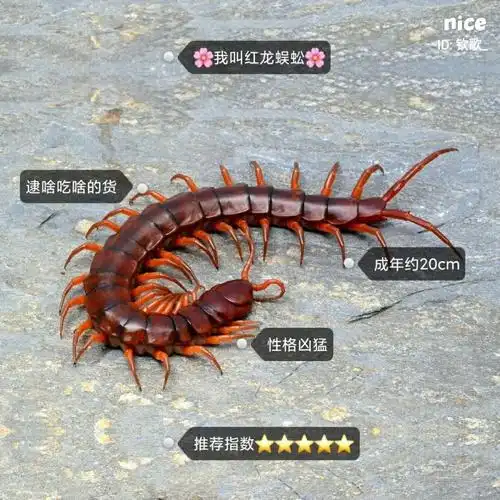 采缇 海南间脚泰国红龙越南巨人少棘多棘宠物异宠爬宠爬虫蜈蚣活体