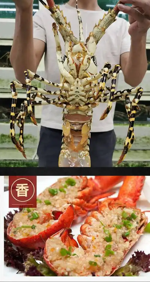 8-2斤(1只大花龙虾) 超大锦绣花龙虾【图片 价格 品牌 报价】-京东