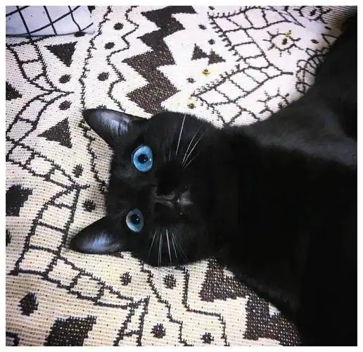 这只蓝眼睛的黑猫突然闯入了我19楼的家里