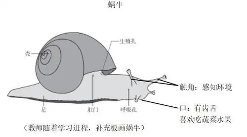 第8课蜗牛教学设计