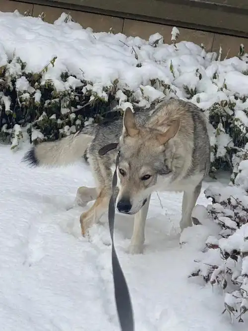 捷克狼犬的价格能不能接受现在正规的犬舍幼崽2~3w还有4~5w得看狗狗得