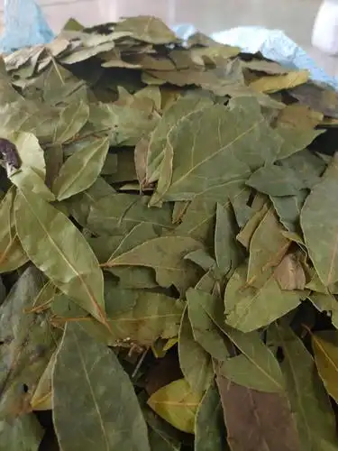 香叶月桂叶家庭常备香料香辛料