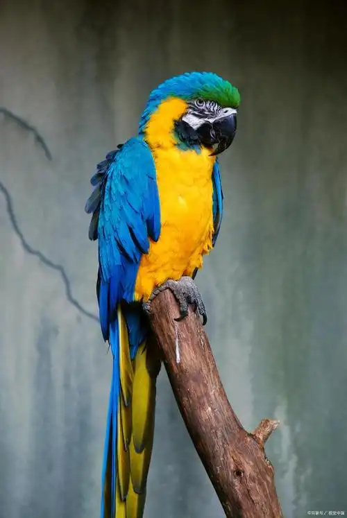 但除此之外还有不少小动物也是非常适合作为宠物来饲养,它们外观可爱