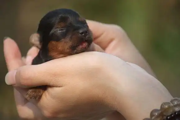 刚出生的茶杯犬 图片