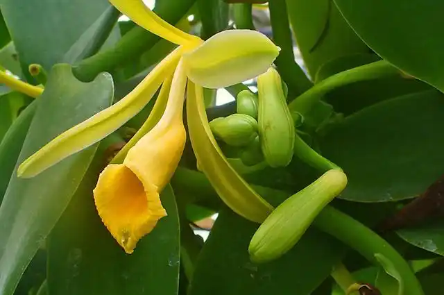 依靠茎上的根,香荚兰可以攀援在一些树干和岩石上生长.