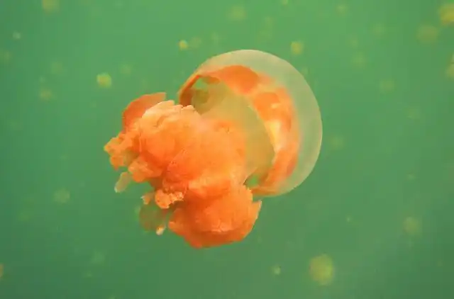 世界唯一最美无毒水母湖,被称为"国宝",如今正一点点消失