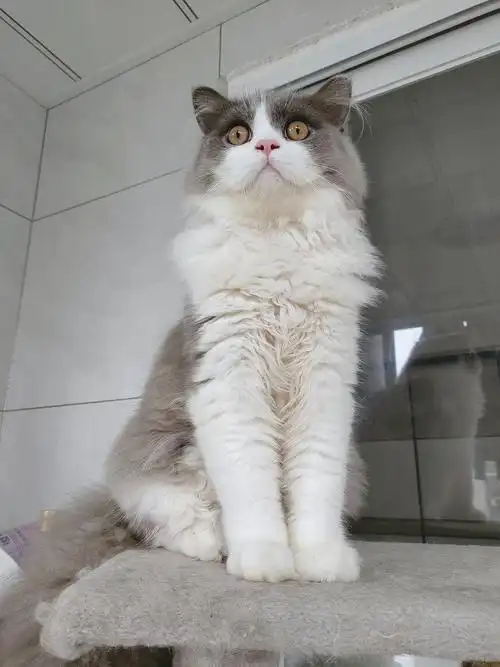 长毛高地蓝白弟弟借配找对象 坐标余杭五常