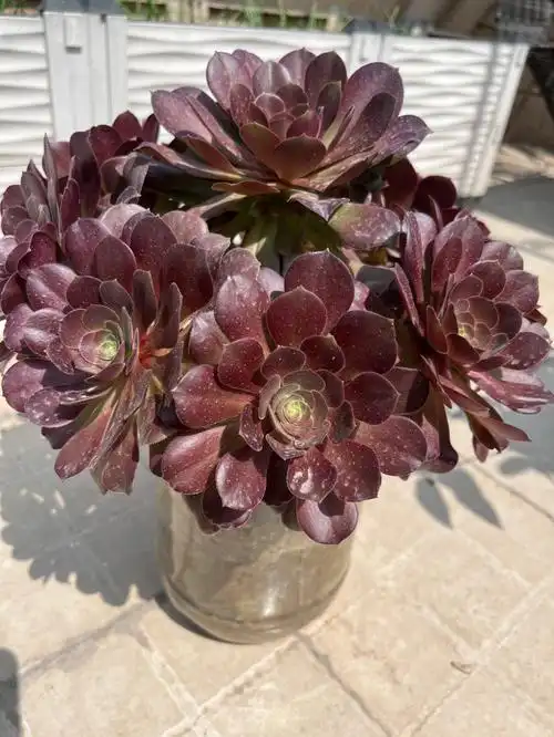 多肉法师法师多肉好美哒