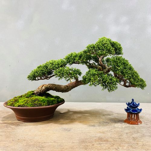 原生日本济州真柏盆景盆栽趣味柏树办公室阳台庭院植物一物一图