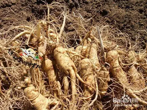 白参价格,功效作用,储存及食用方法