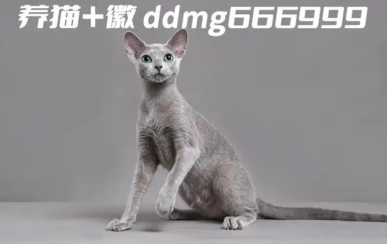 俄罗斯蓝猫和英短蓝猫能配吗,杂交出来是串串吗